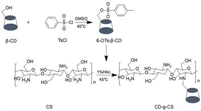 Chitosan Grafted With β-Cyclodextrin: Synthesis, Characterization, Antimicrobial Activity, and Role as Absorbefacient and Solubilizer